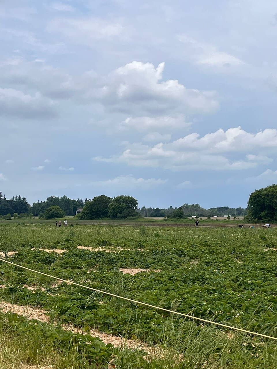 Strawberry Picking Fun