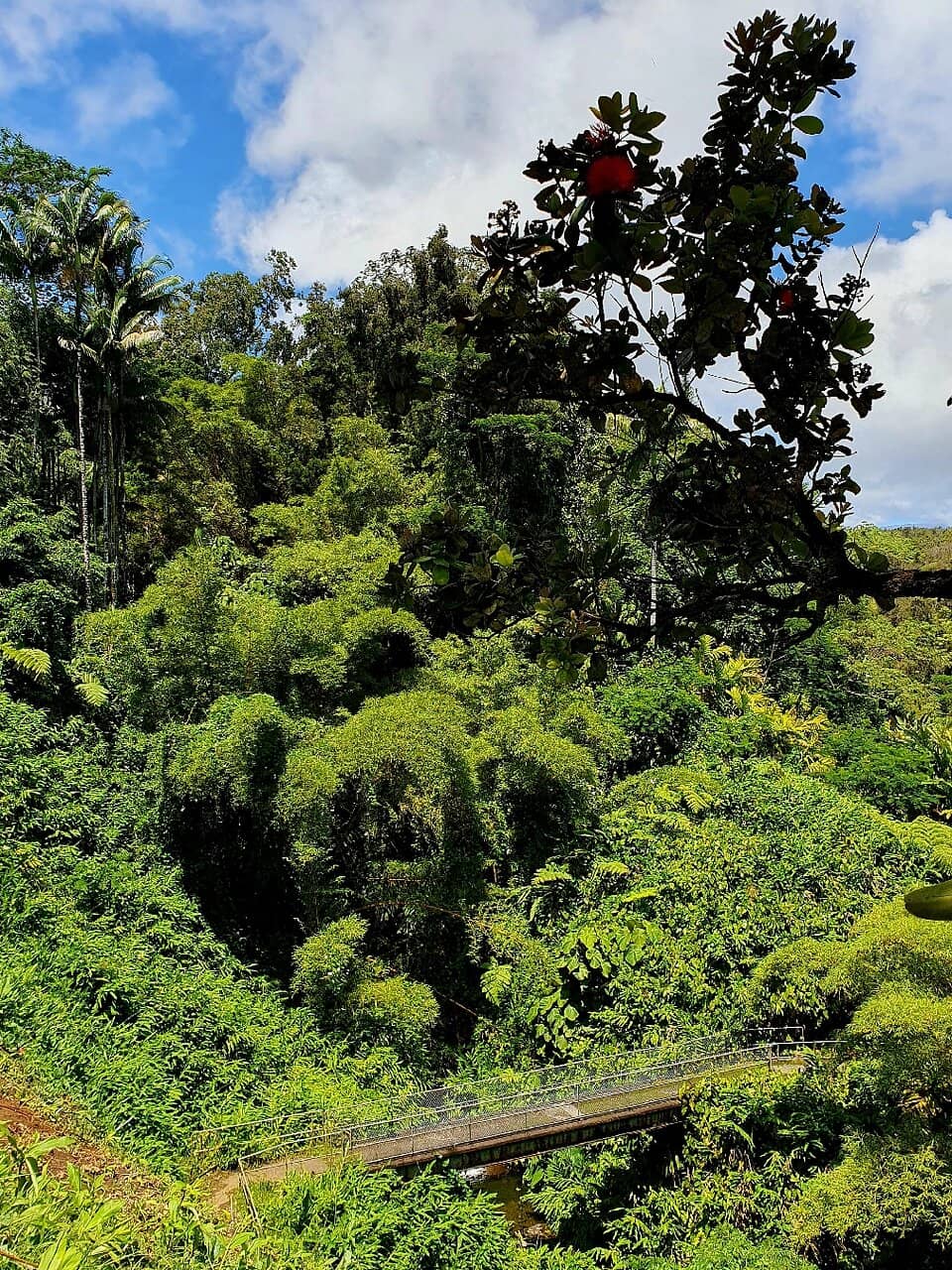 Rainforest Loop Trail