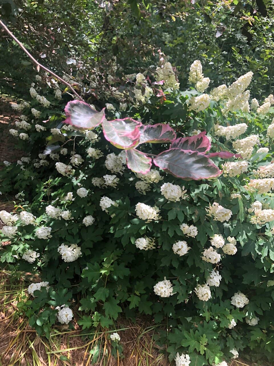 Pink Hill Serpentine Barren