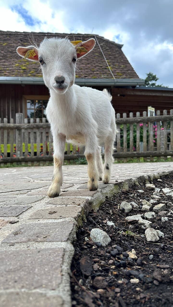 Spacious Animal Enclosures
