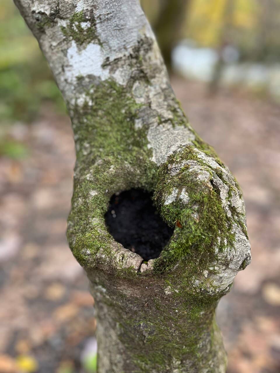 Scenic Walking Trail