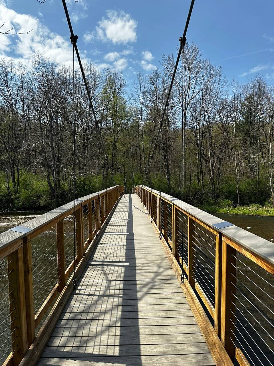 Towering Old-Growth Forests