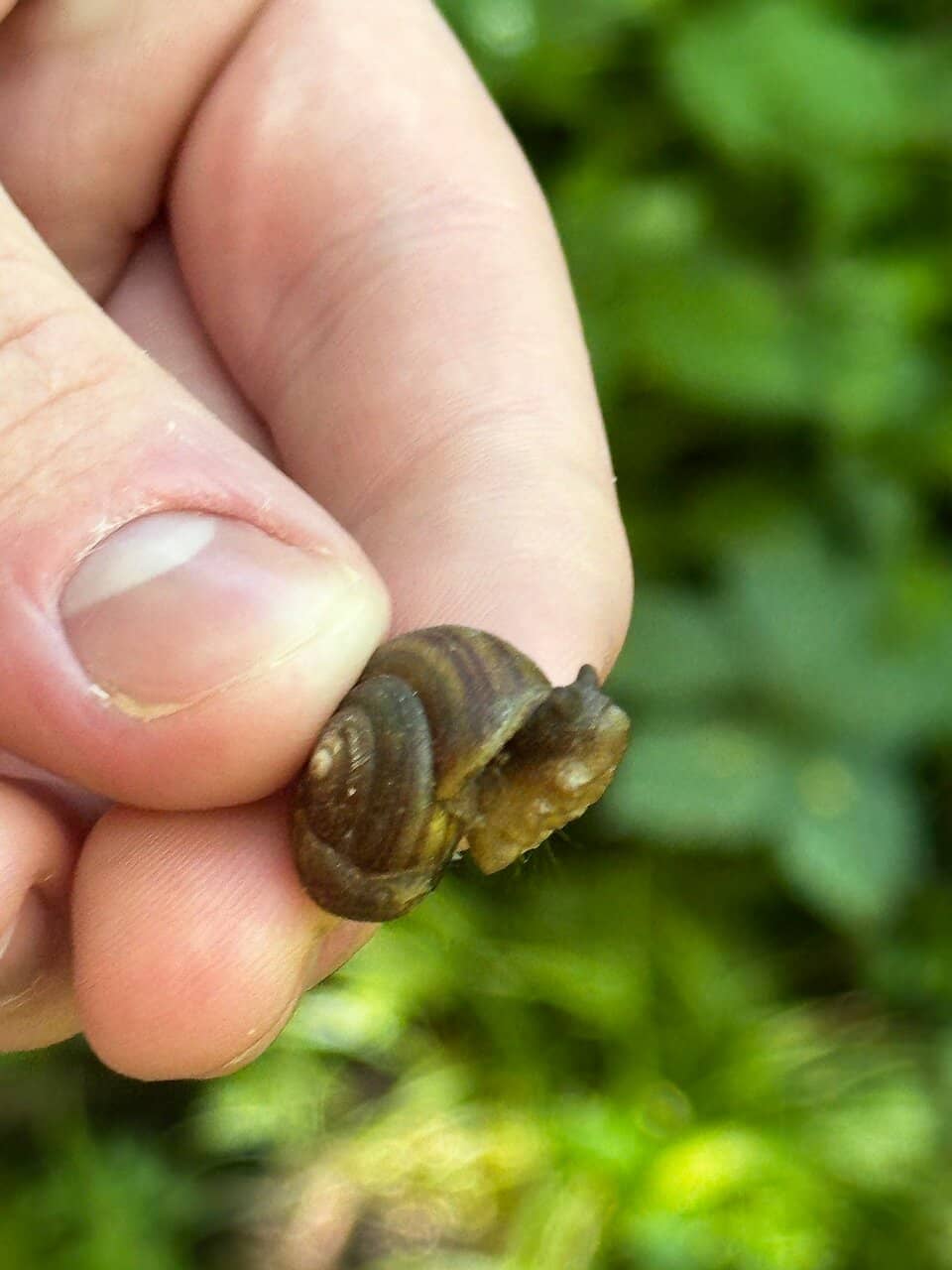 Abundant Wildlife Viewing