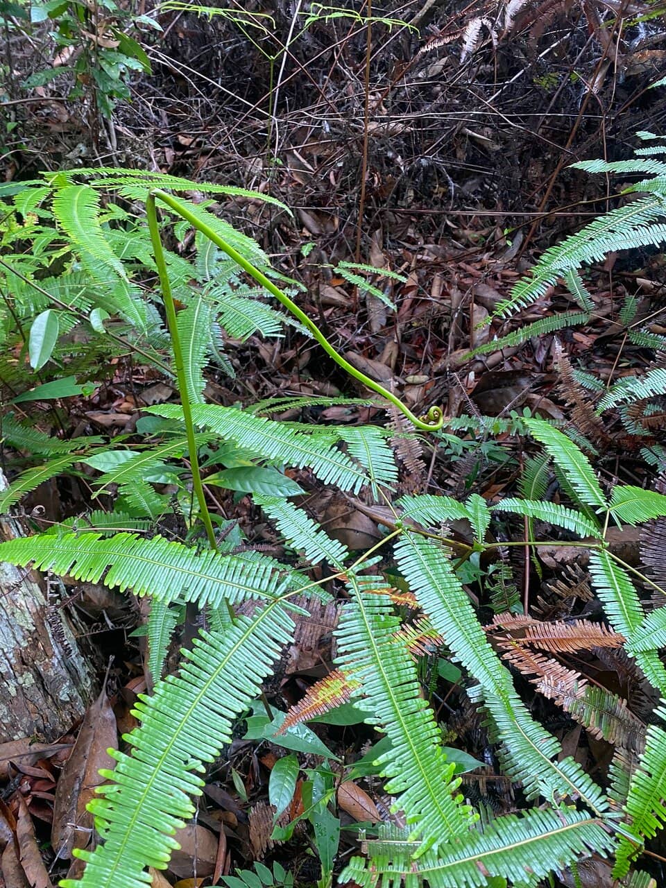 Margalla Hills Trails