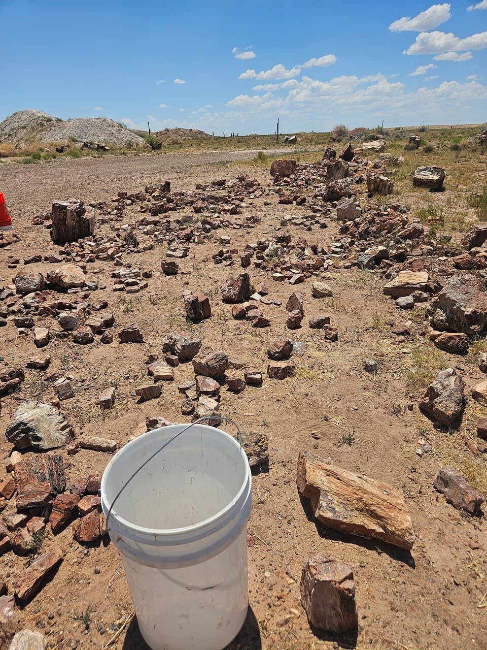 Large Log & Tree Section