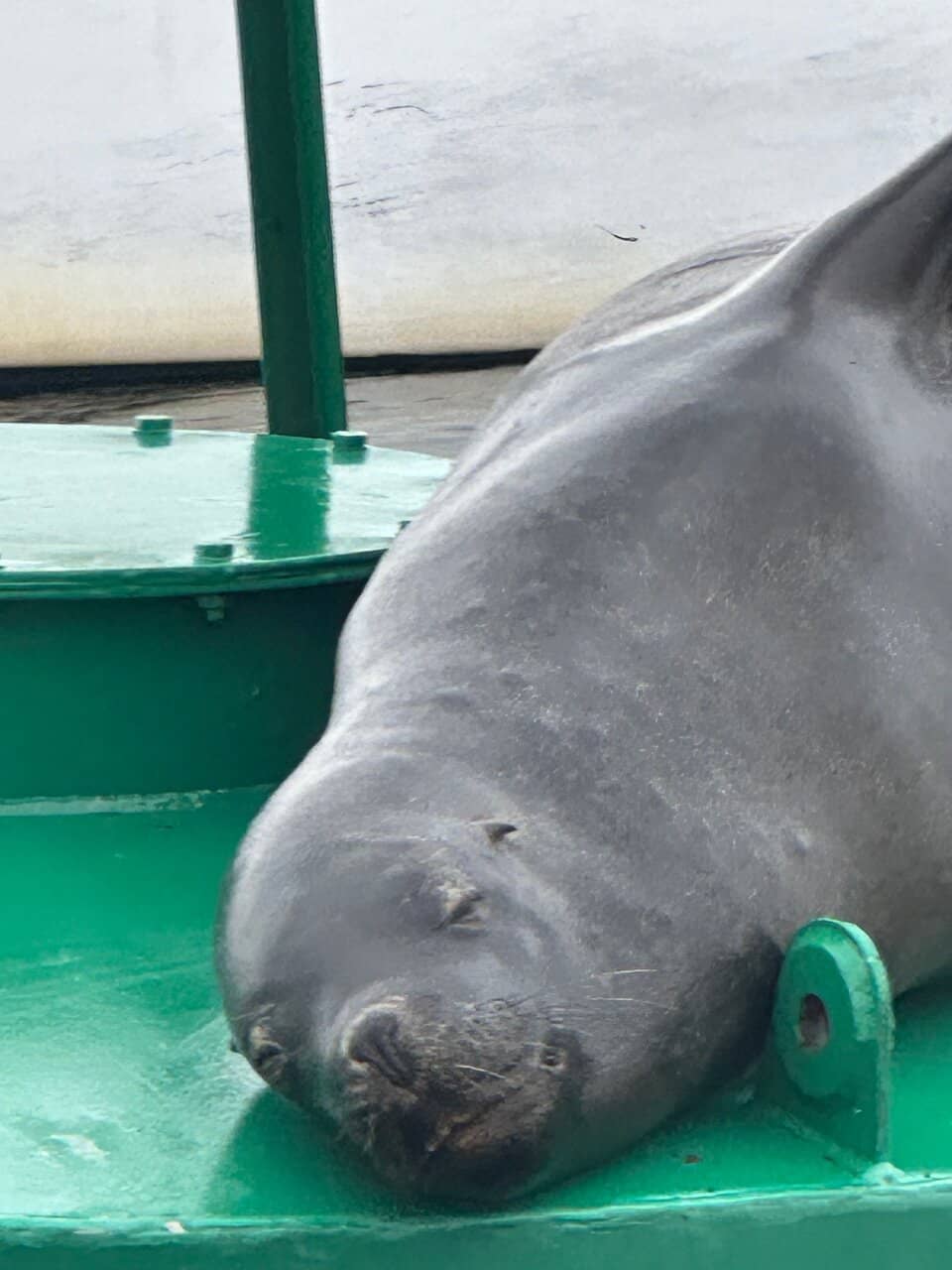 Abundant Marine Life