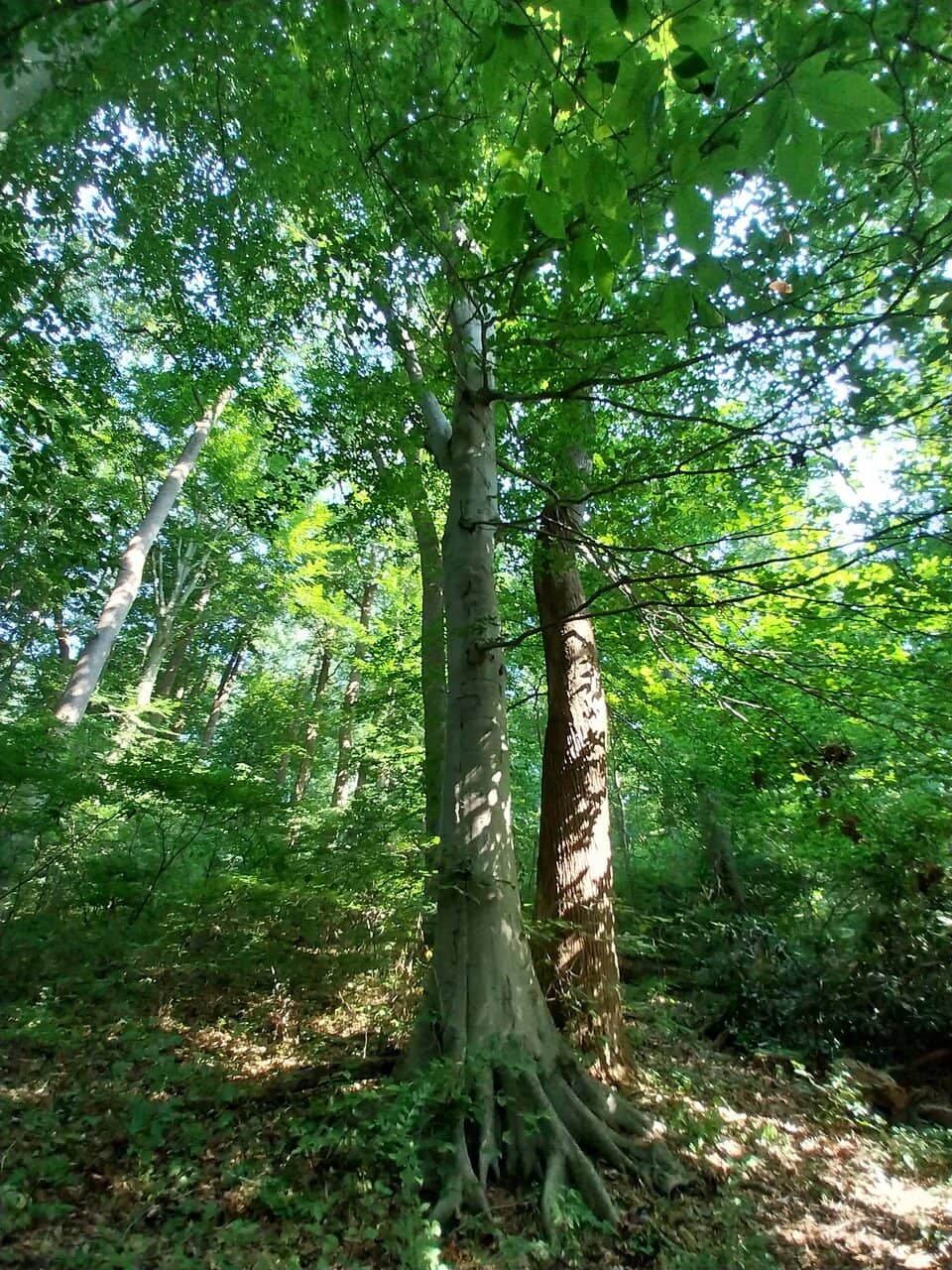 Historic Painter Brothers' Legacy