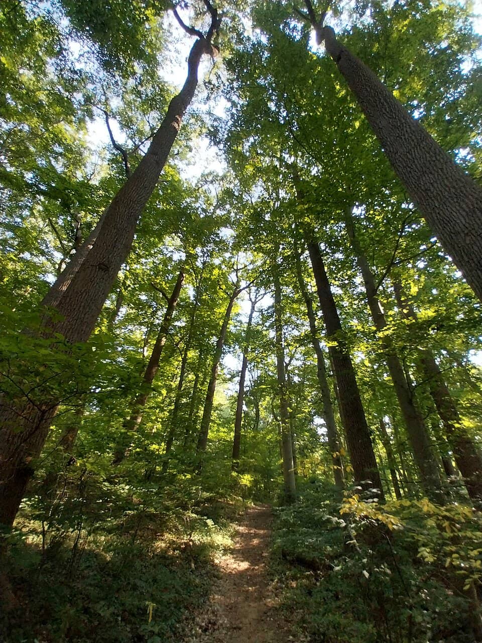 The Five Enchanting Treehouses
