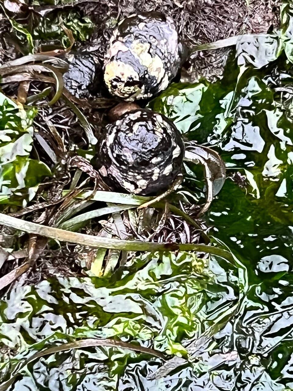 Coastal Hiking Trails