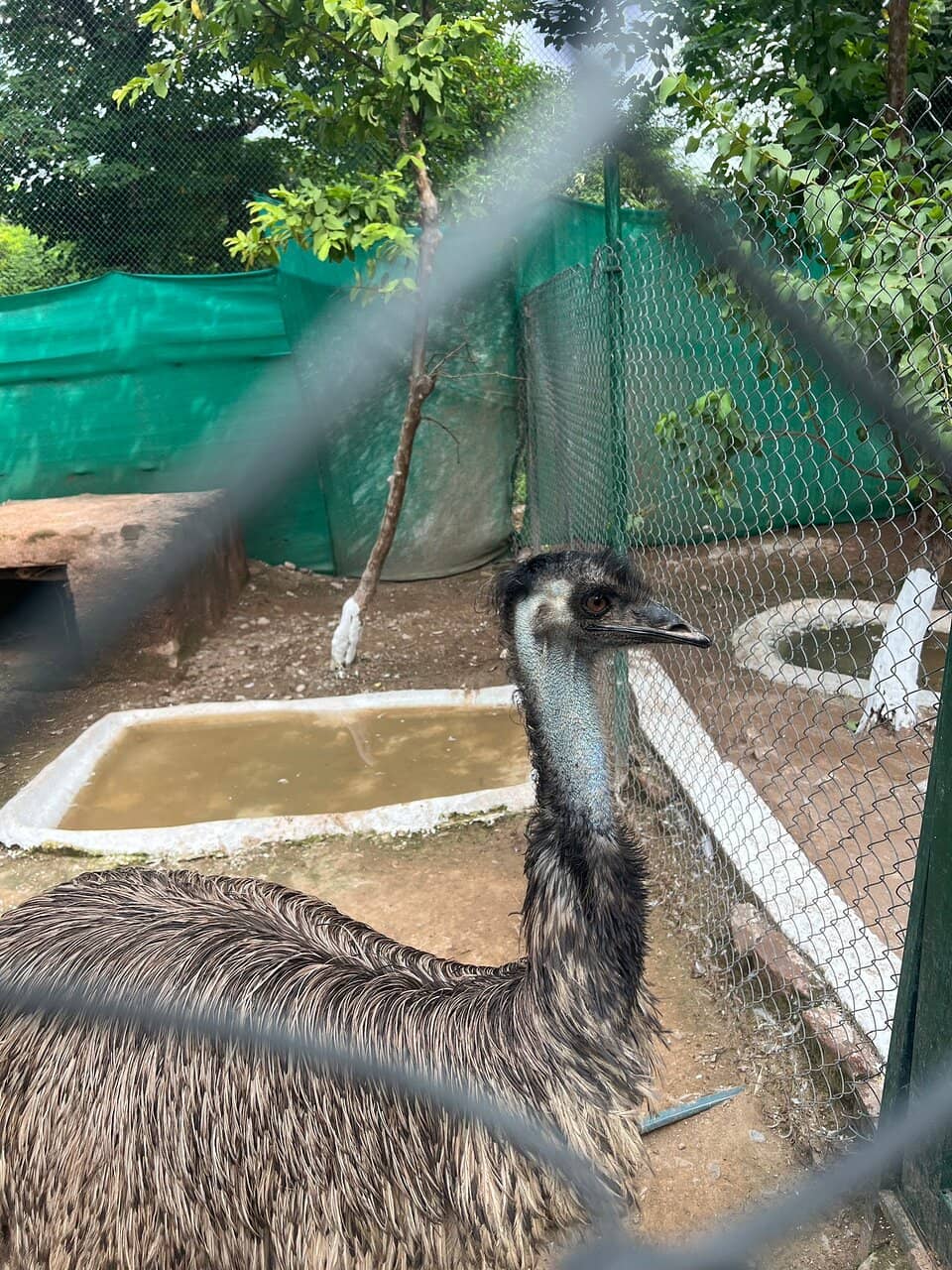 Interactive Bird Feeding
