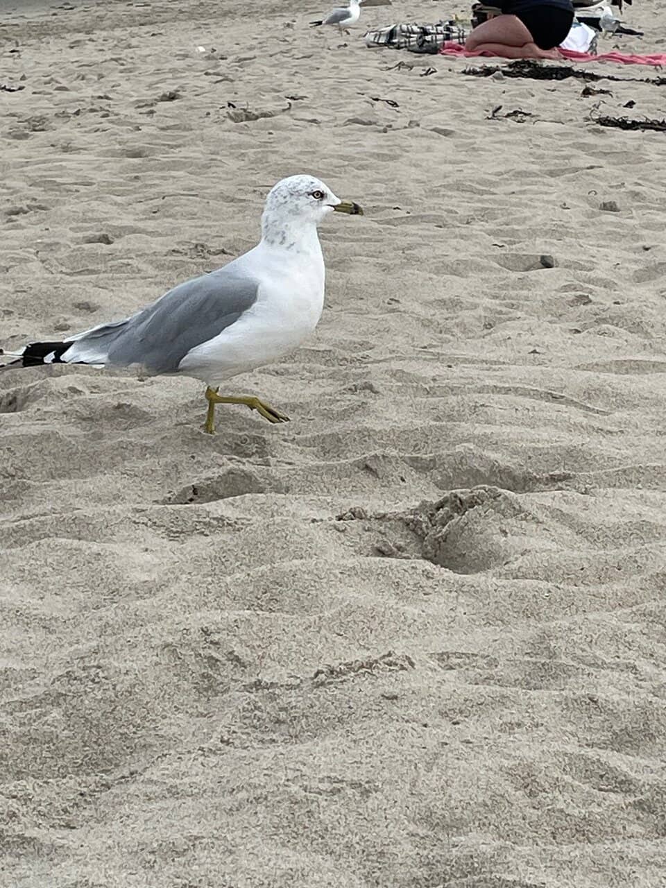 Rocky Shoreline Treasures