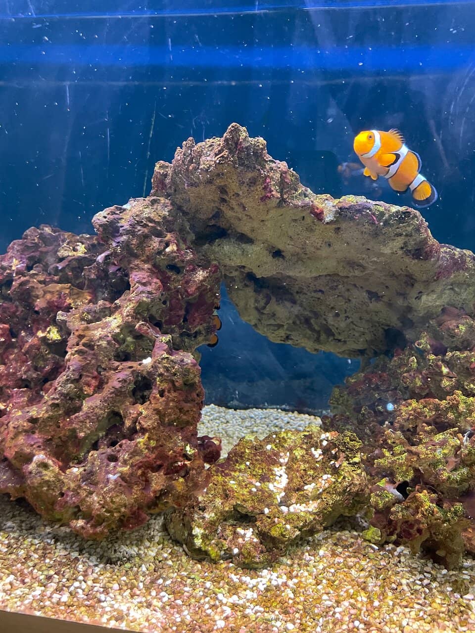 7 Million Year Old Tree