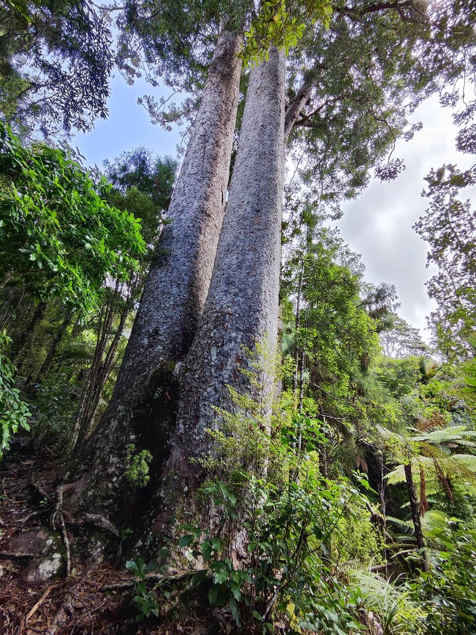 Siamese Kauri