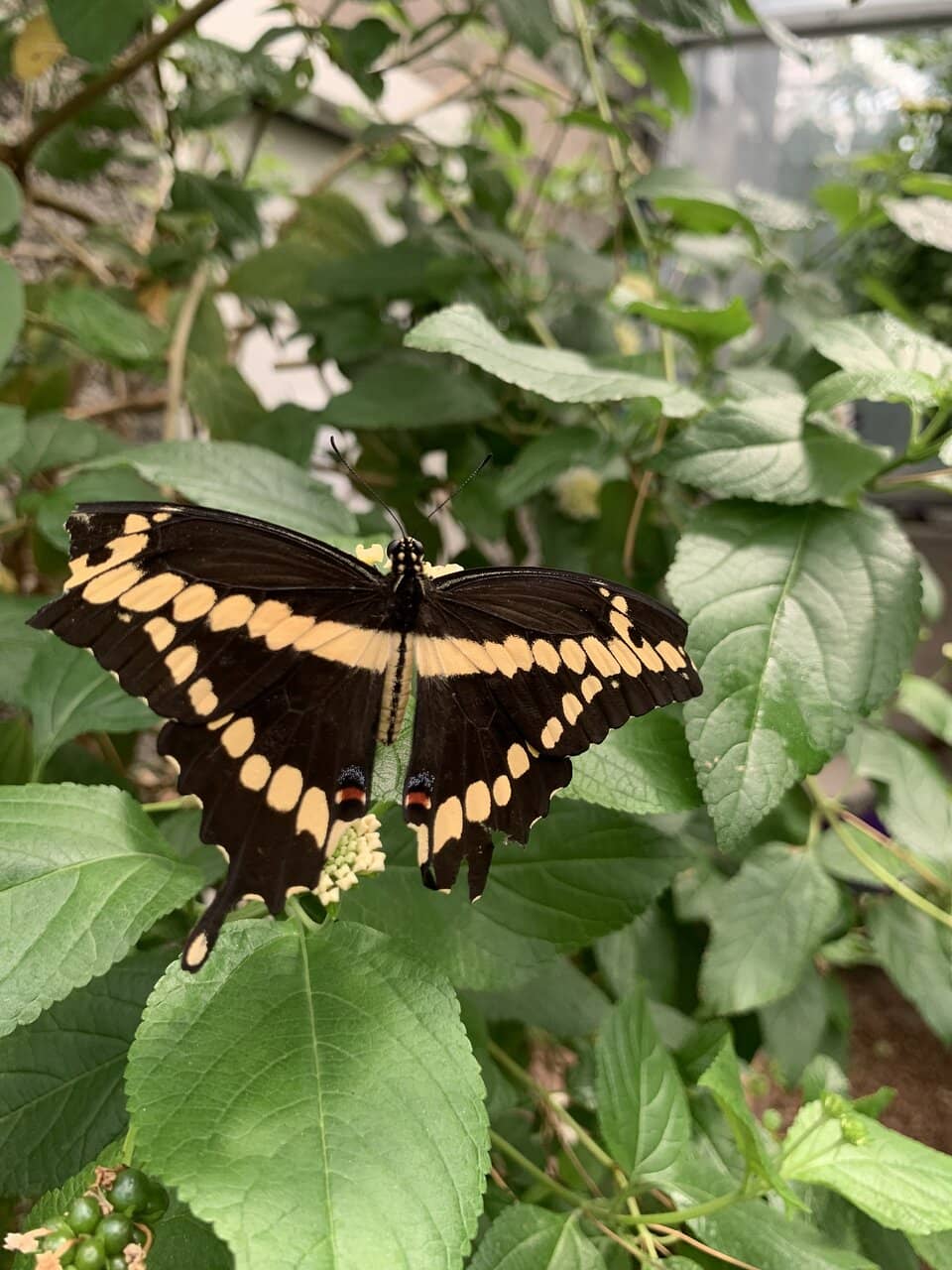 Resident Tortoises & Turtles