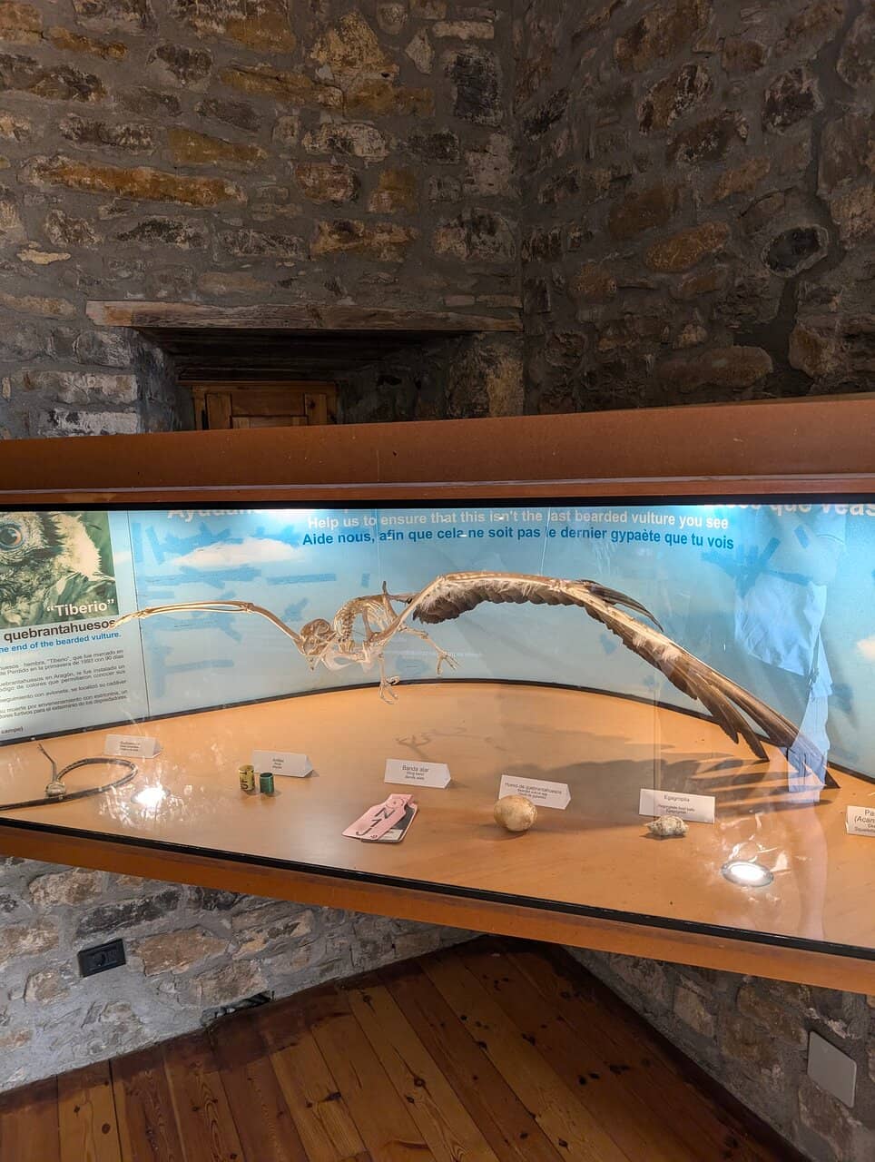 Vulture Feeding Point