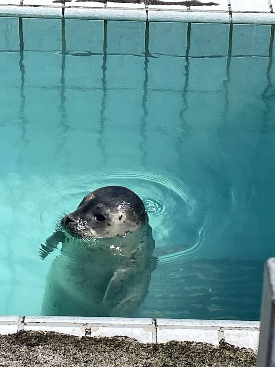 Seal Pup Viewing