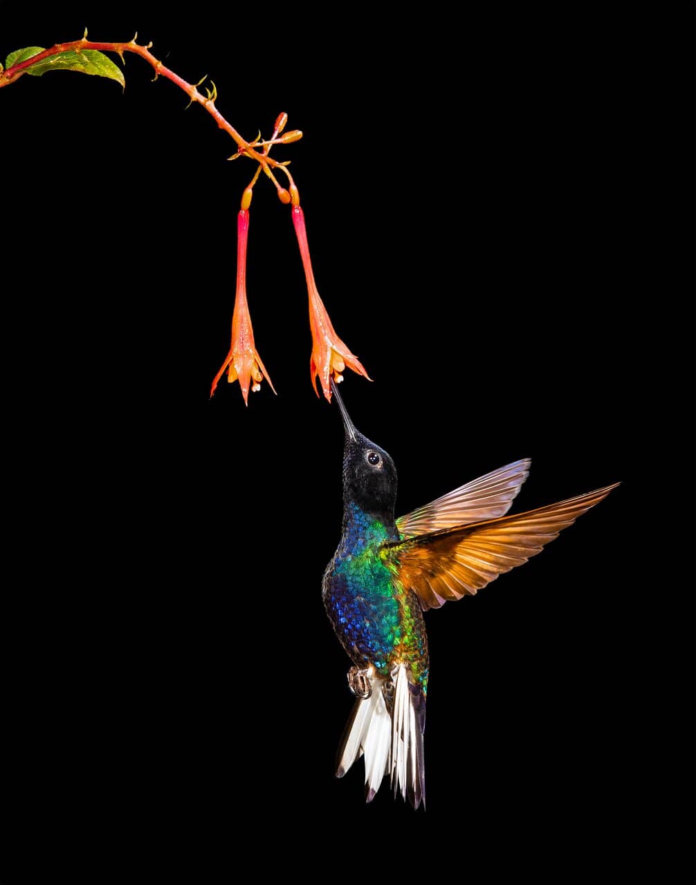 Tanager Feeding Stations