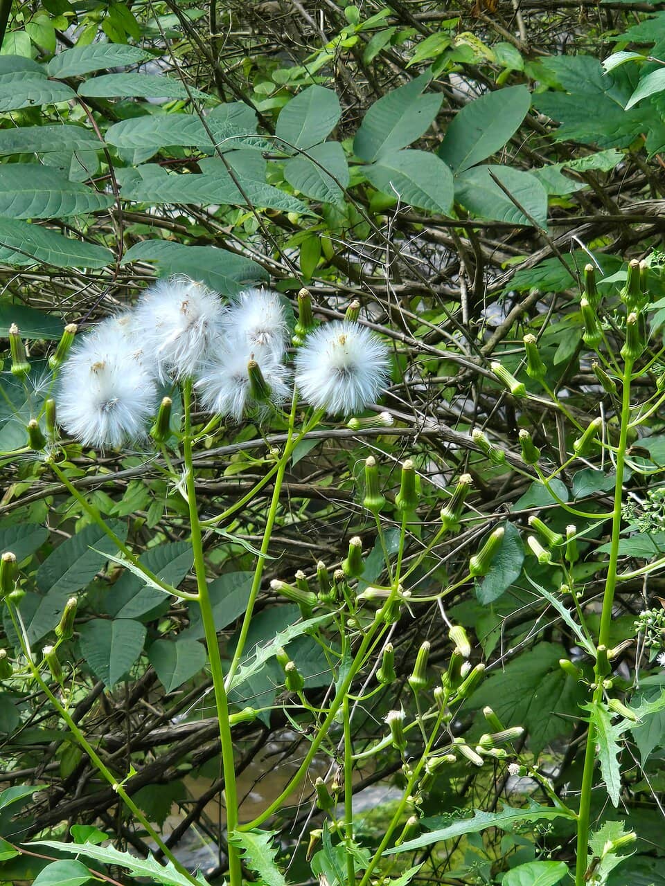 Under the Bridge Drop