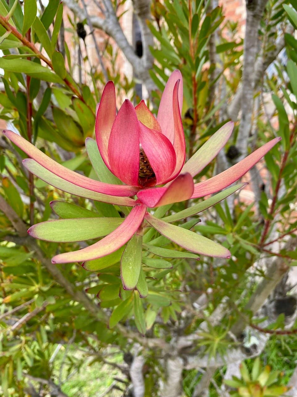 Musical Performances