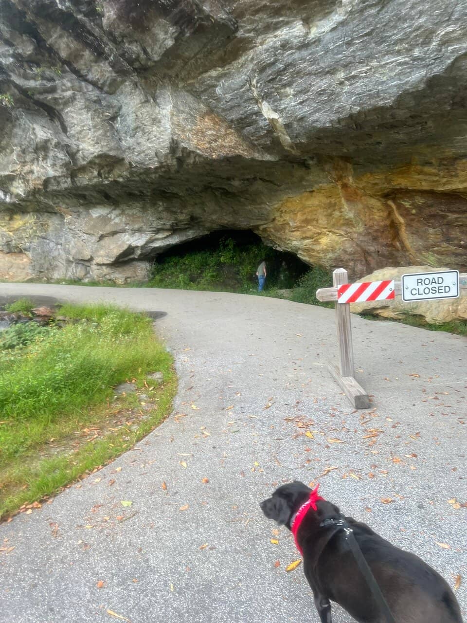 Roadside Waterfall Wonder