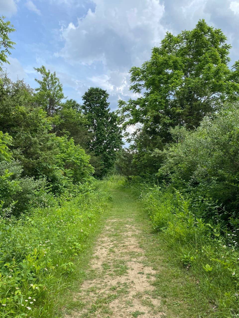 Argonne Forest Remnants