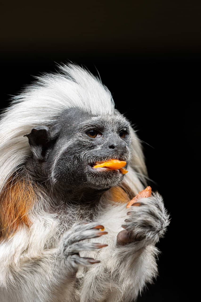 Breed for Release Program