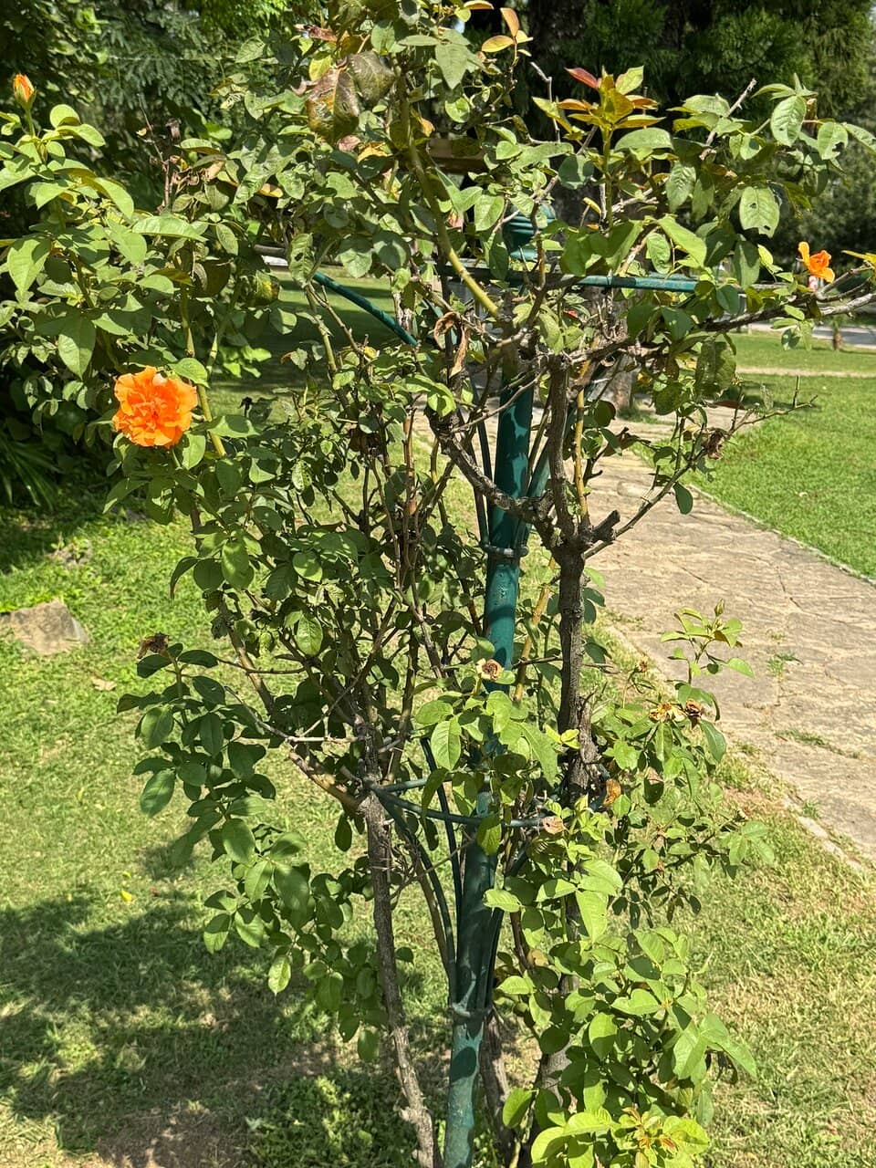 Vibrant Rose Collection