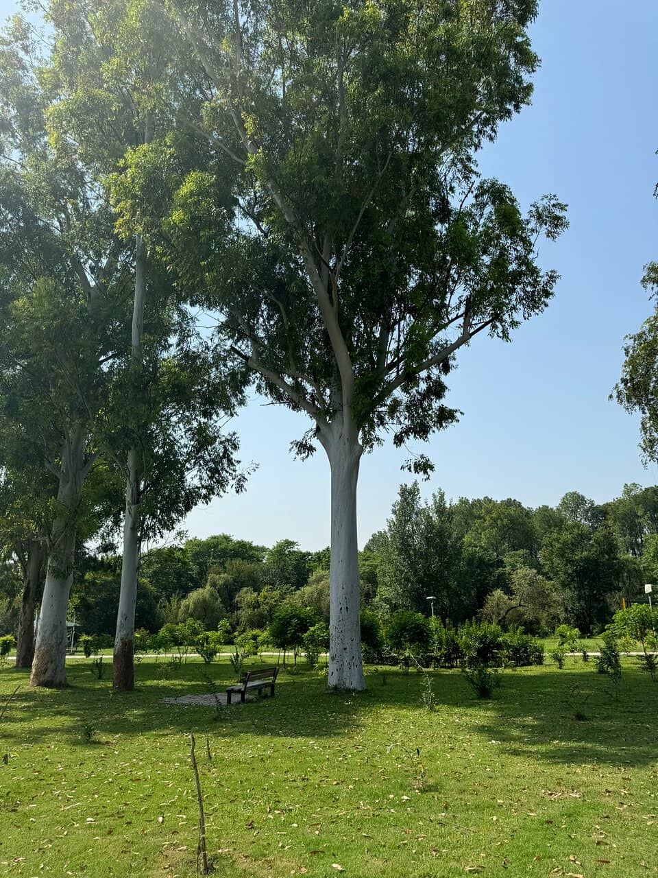 Fragrant Jasmine Arches
