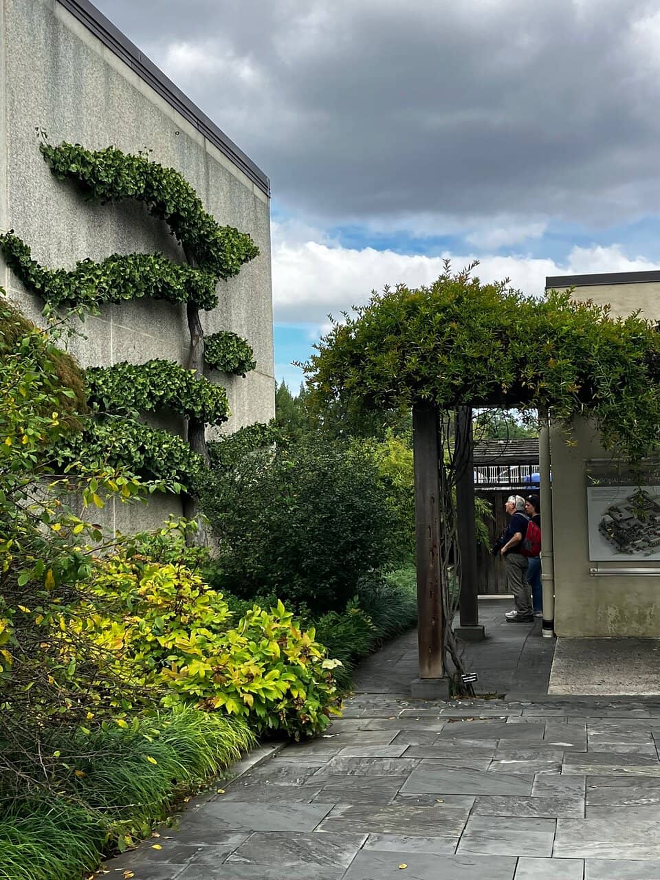 The Yamaki Pine (Peace Tree)