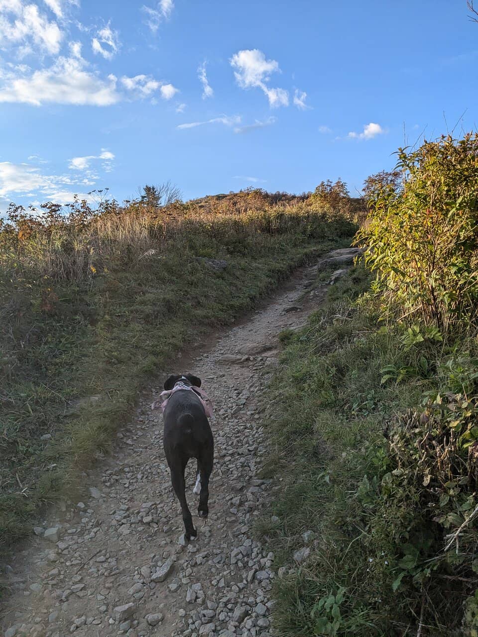 Art Loeb Trail Section