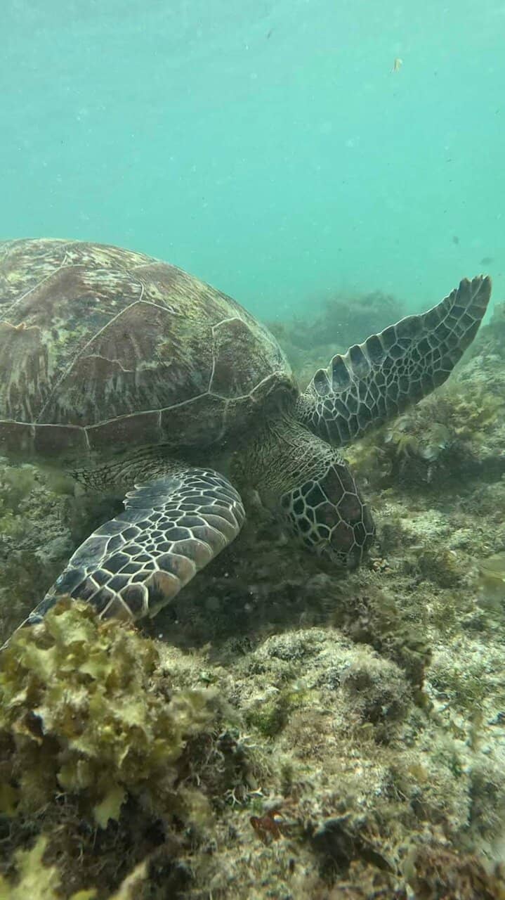 Sea Turtle Encounters