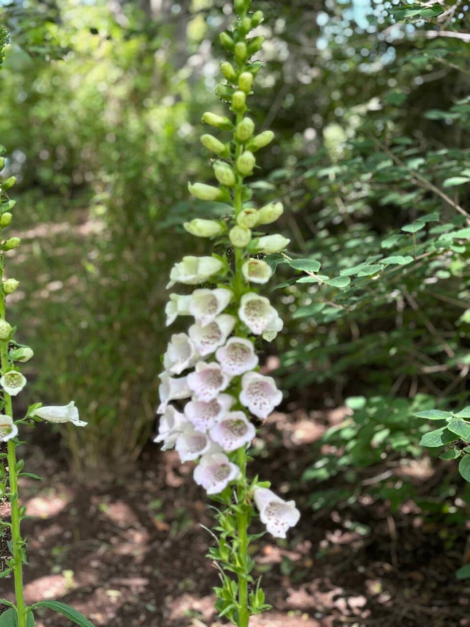 Friendly Feline Residents