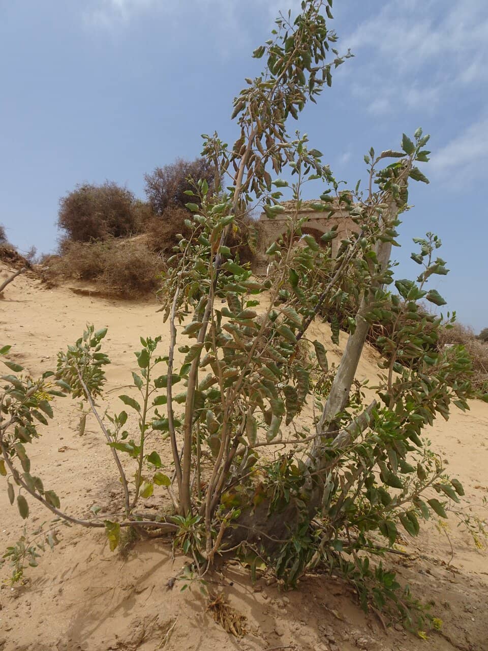 Abandoned Sultan Palace