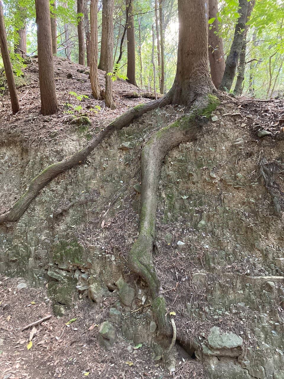 Identified Flora and Fauna Trails