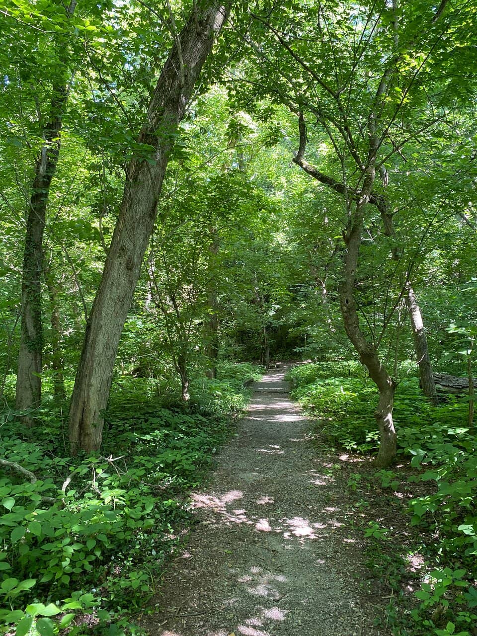 Swamp Forest Boardwalk