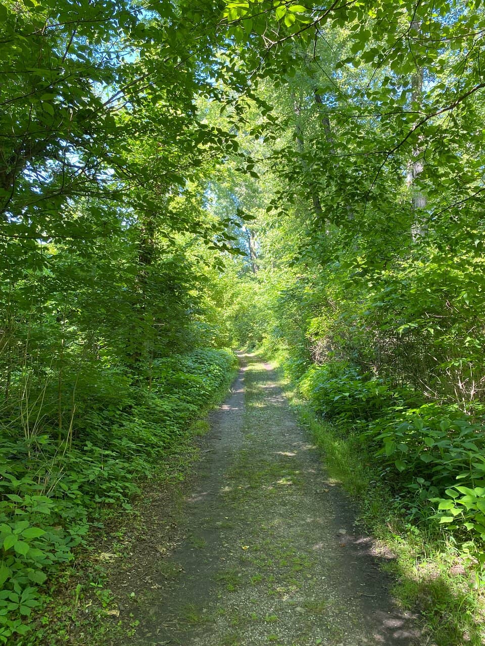 Swamp Forest Boardwalk