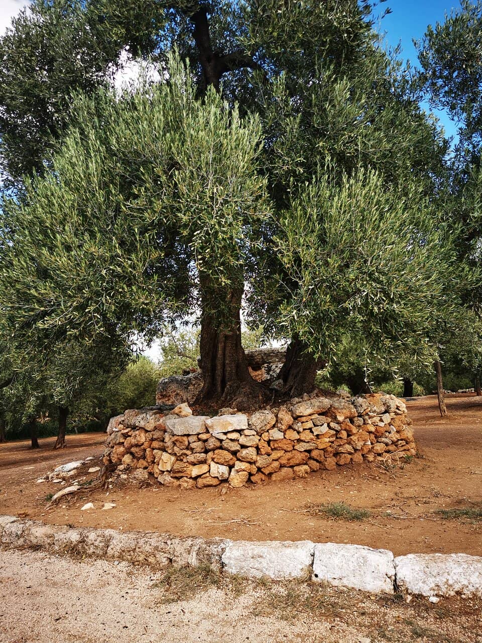 Ancient Olive Grove Setting