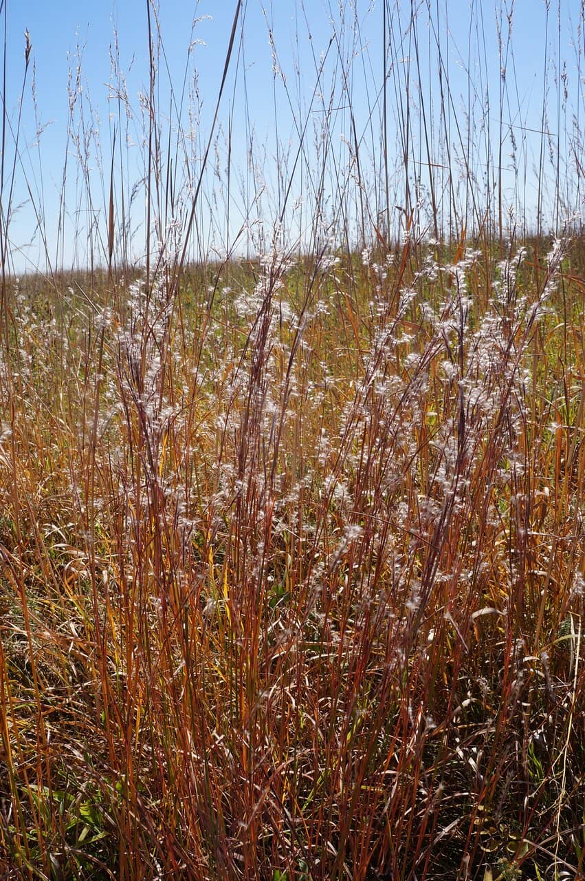 Native Prairie Trails