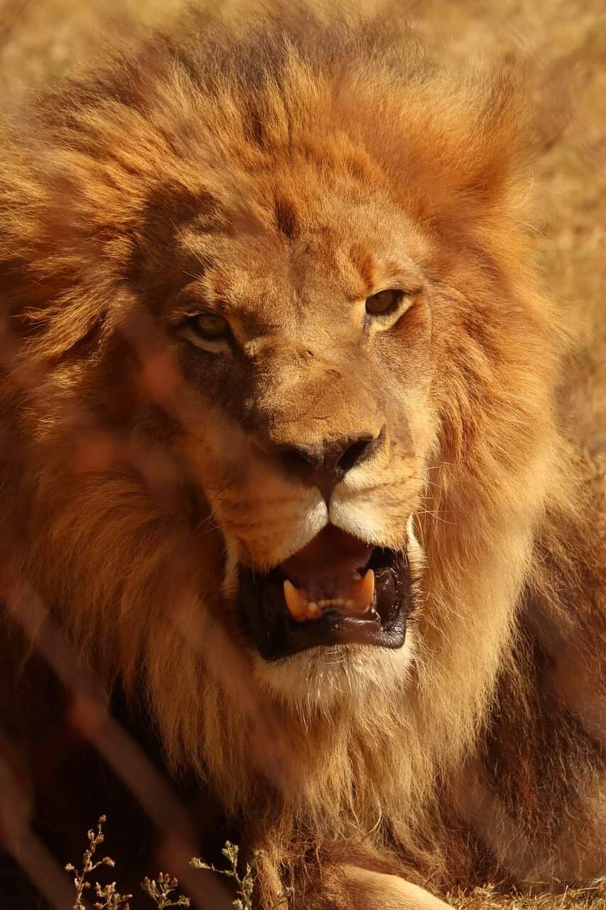 Vulture Feeding & Release