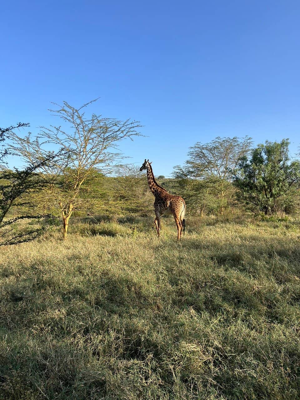 Nocturnal Wildlife Safaris