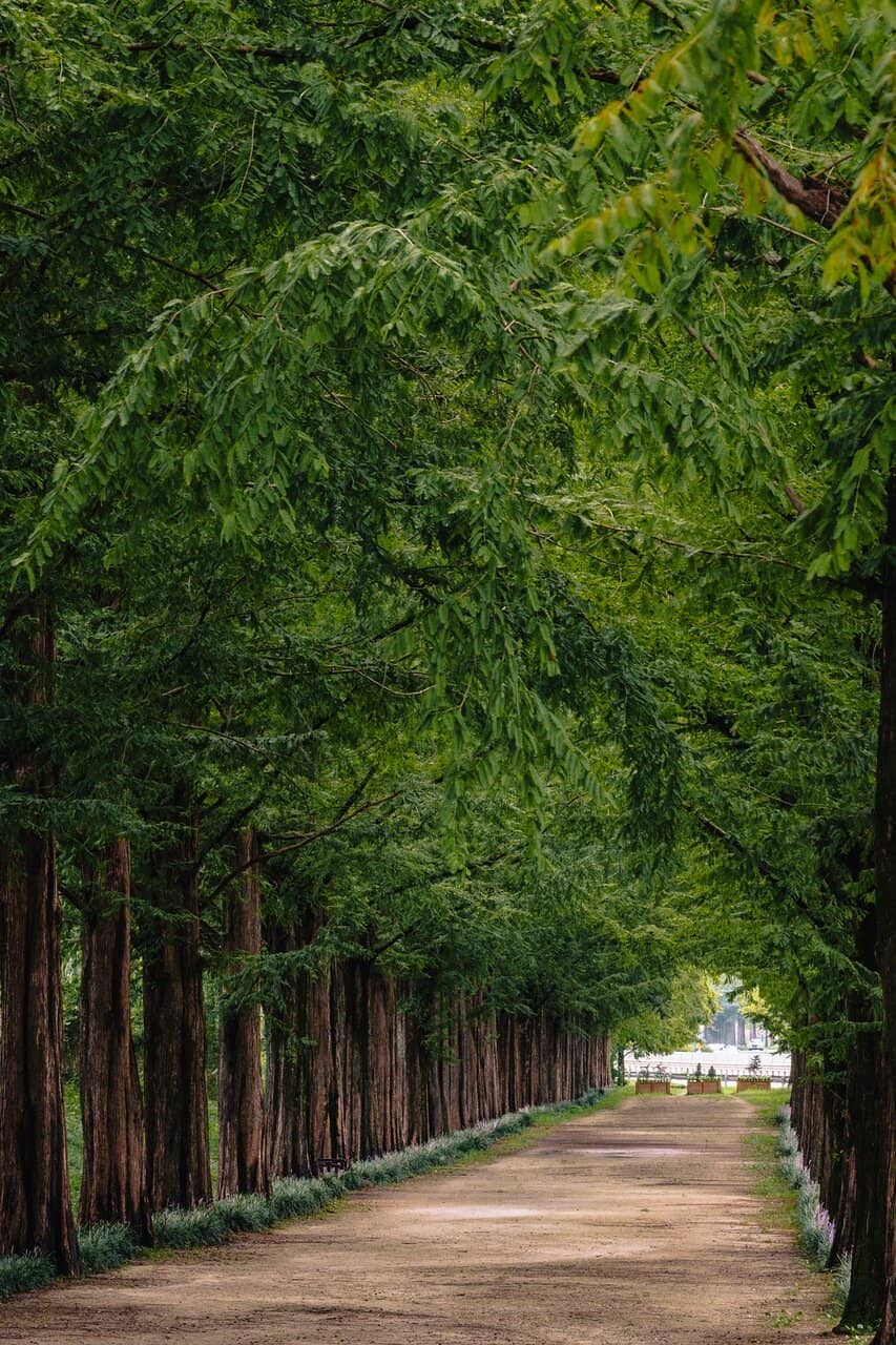 Morning Sunlight Photography
