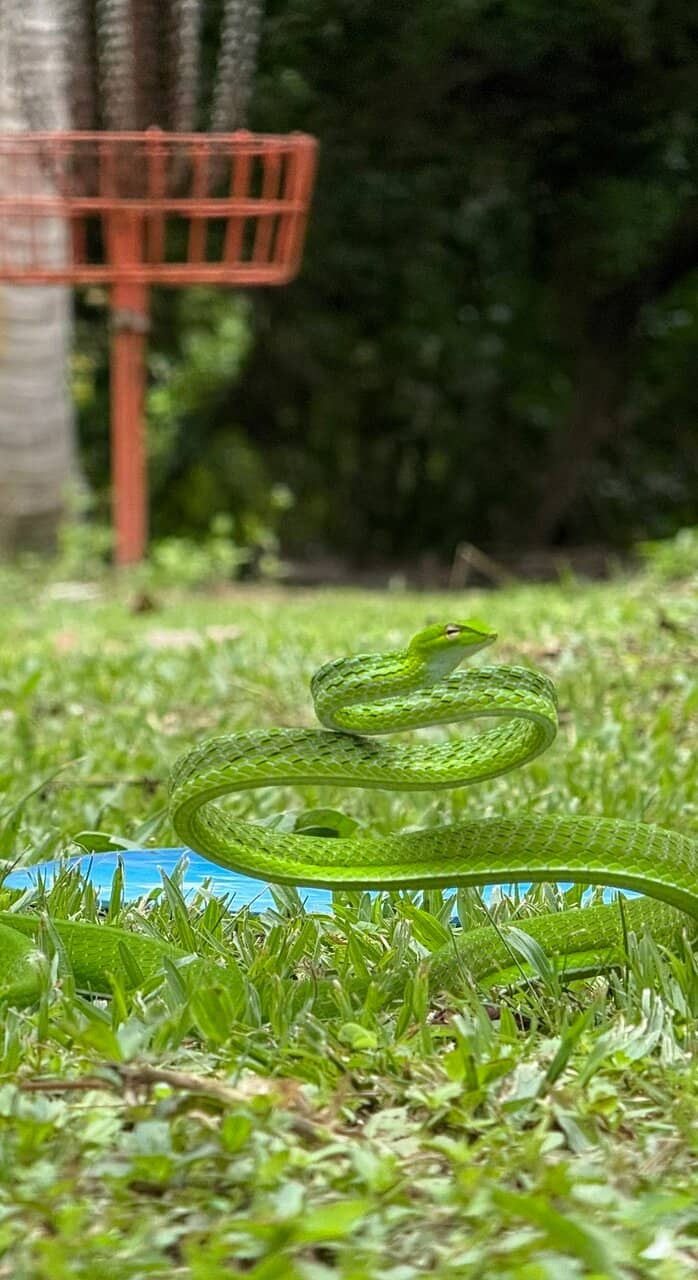 The 11-Hole Championship Layout