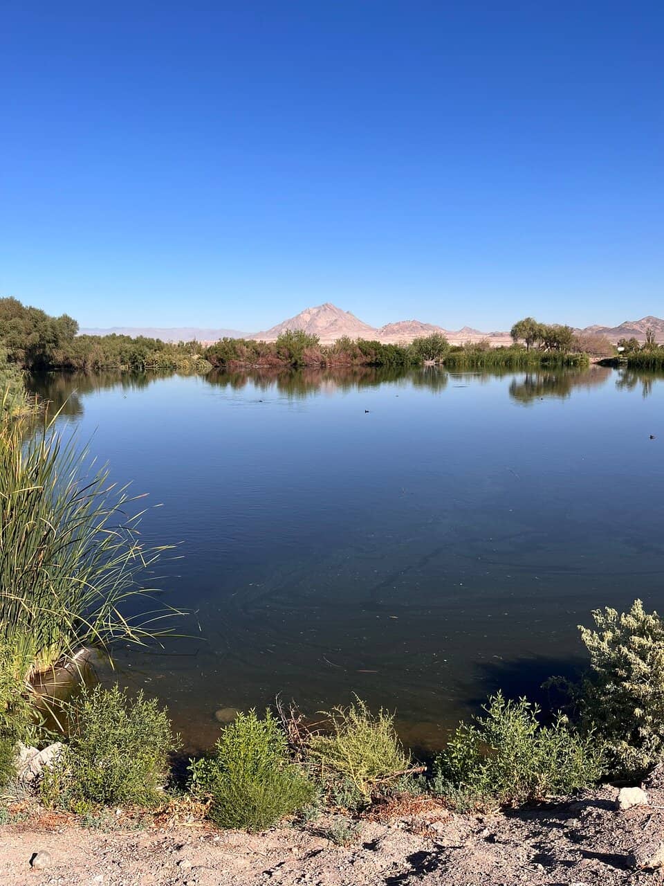 Seasonal Bird Sightings