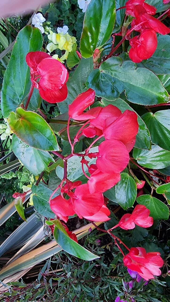 The Grand Cedar Tree