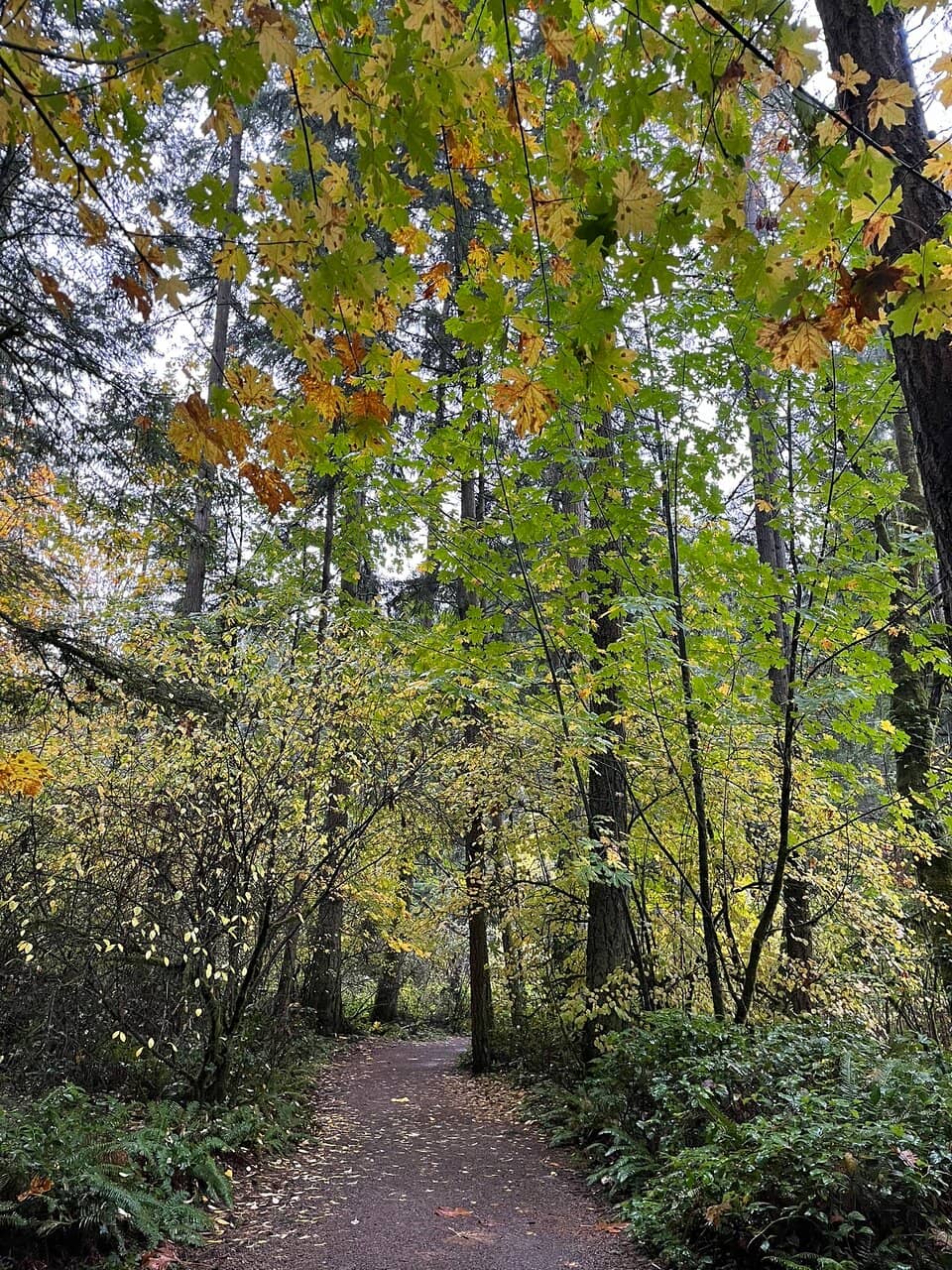Seasonal Wildflowers & Puddles