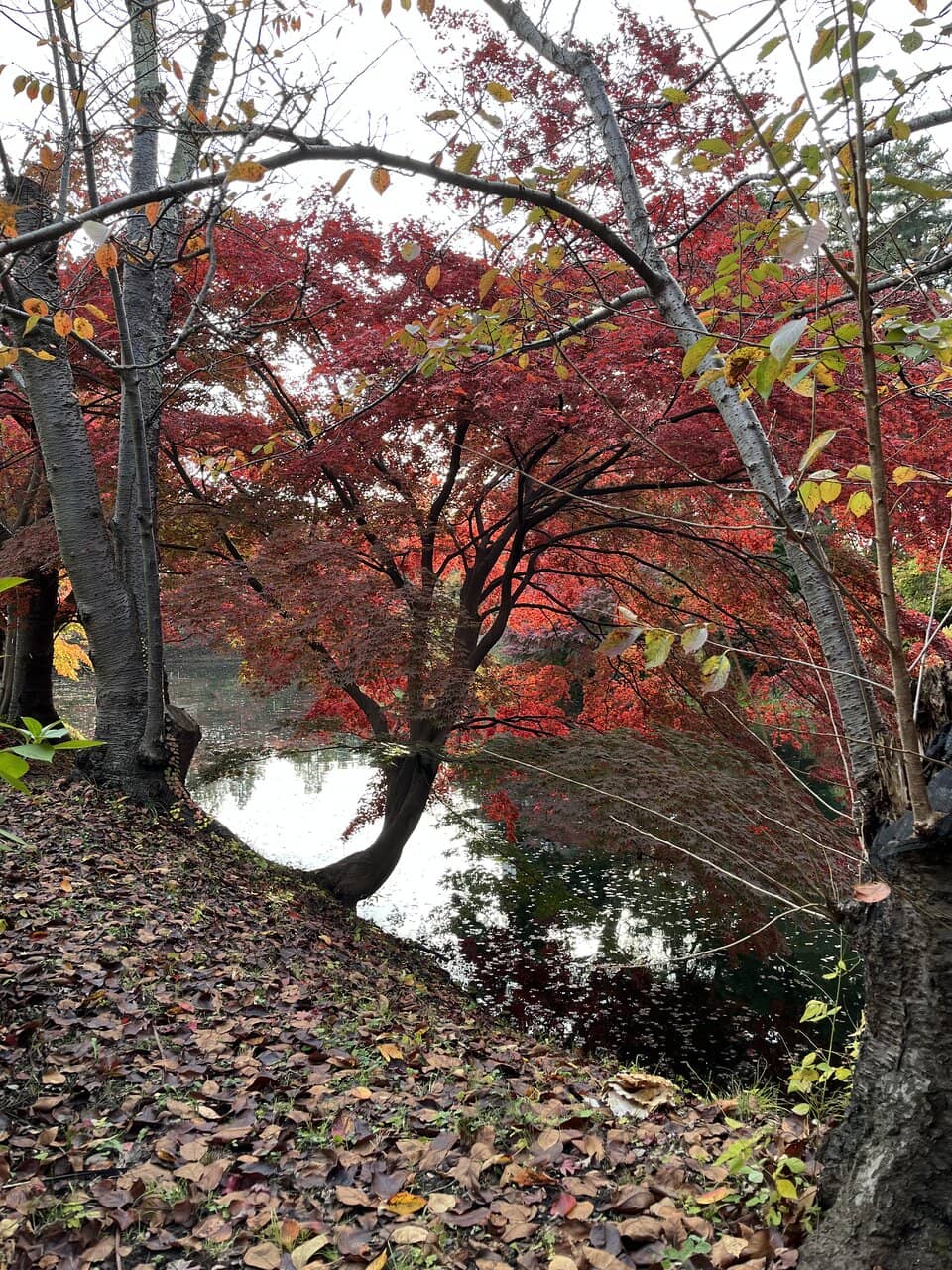 Autumn Foliage Beauty