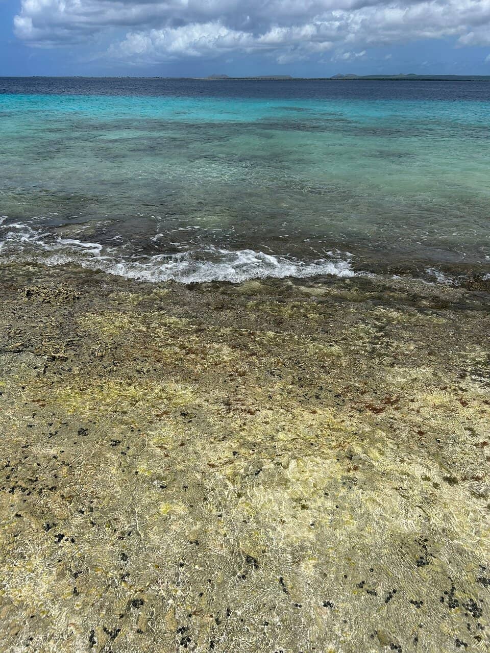 Vibrant Underwater Life