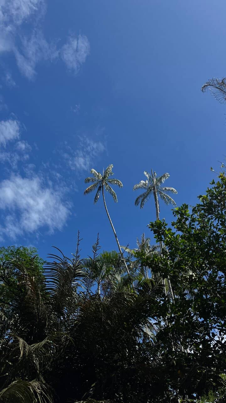 Jungle Trekking Adventure