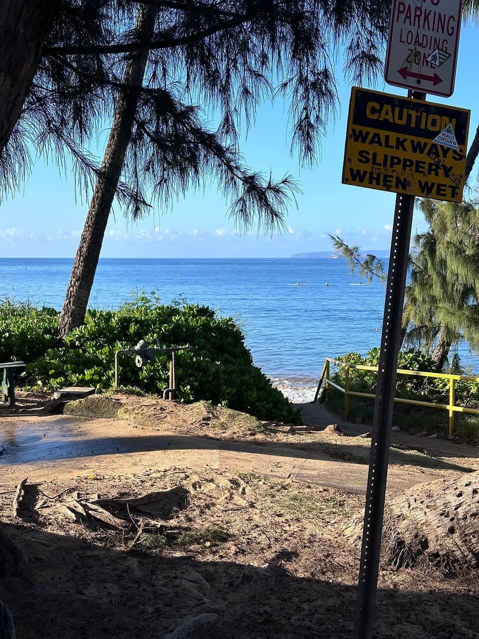 Tranquil Morning Swims