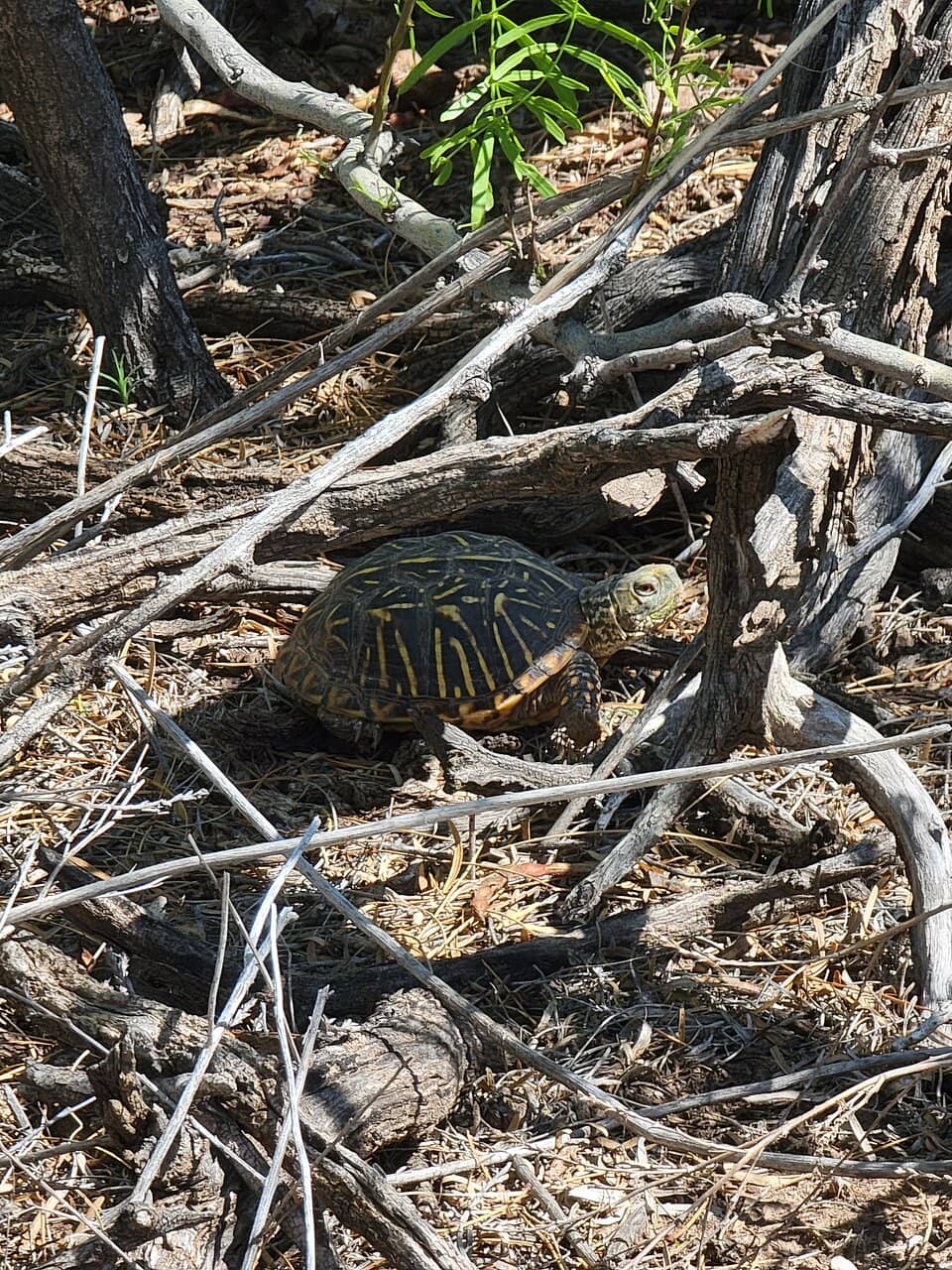 Mesquite Forest Trails